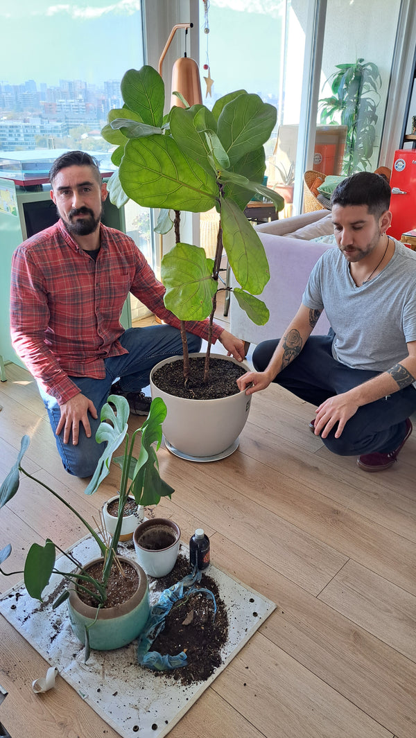 Asesoría  y mantención Personalizada en Plantas de Interior