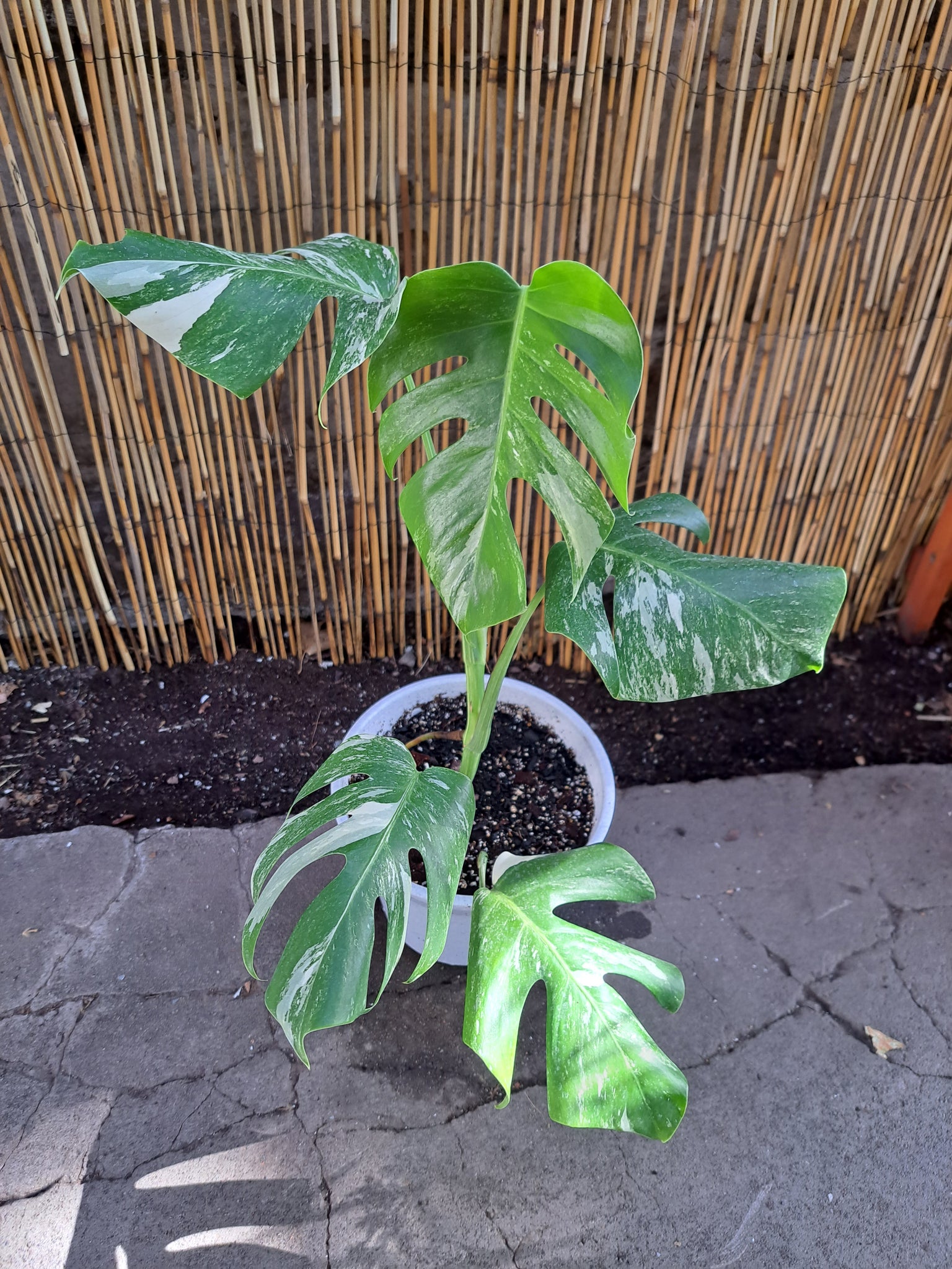 Variegada Monstera Monstera Variegata ( Variegada) – Newen Botanicum