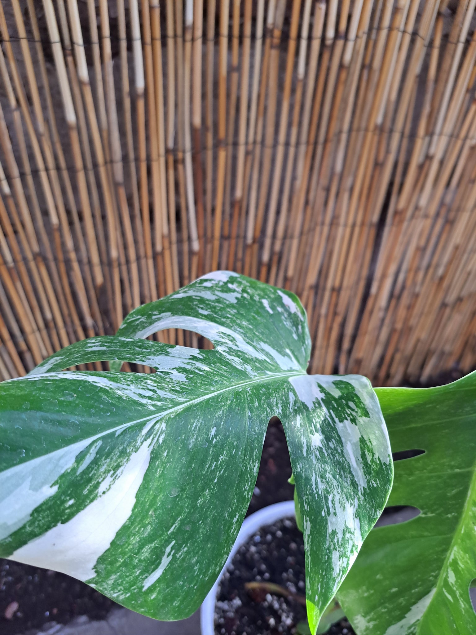 Monstera Variegata ( Variegada) – Newen Botanicum