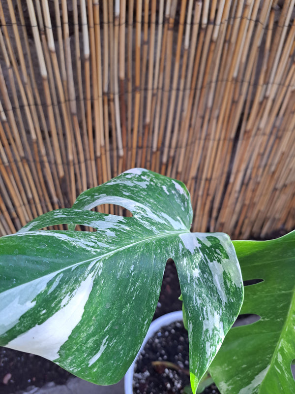 Monstera Variegata ( Variegada)