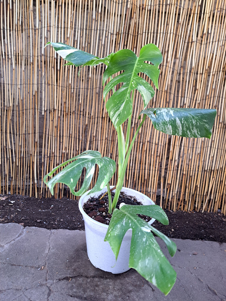 Monstera Variegata ( Variegada)