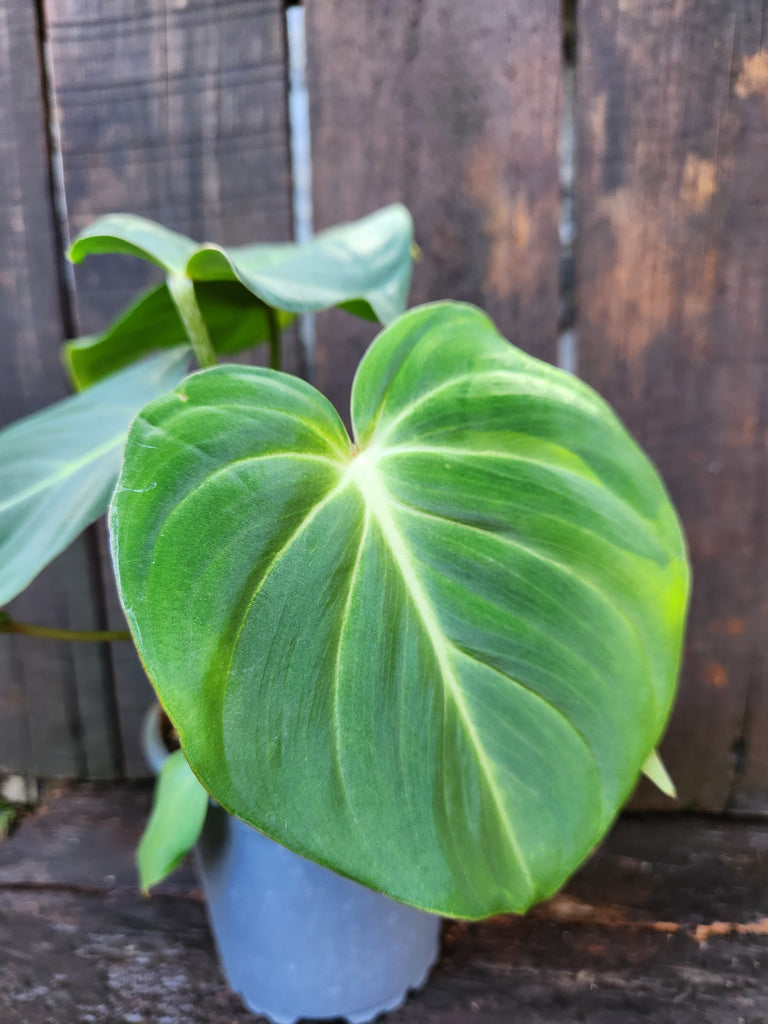 Philodendron gloriosum
