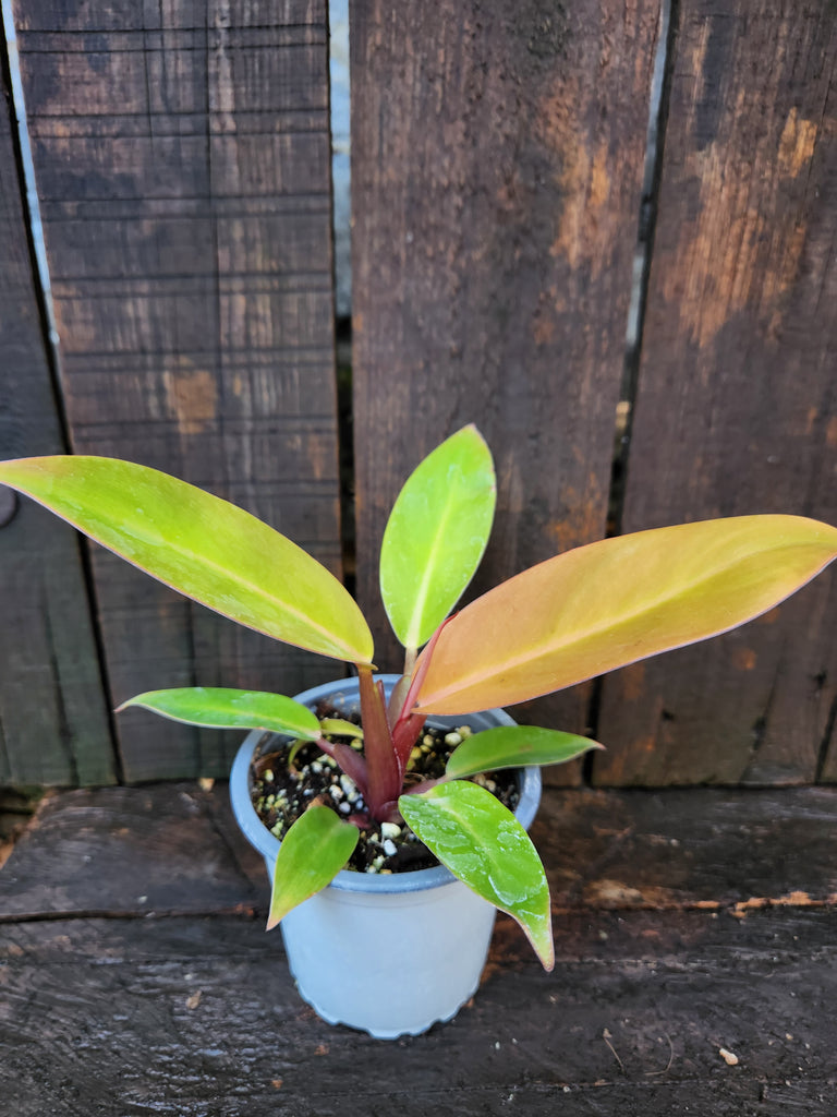 Philodendron Prince of orange