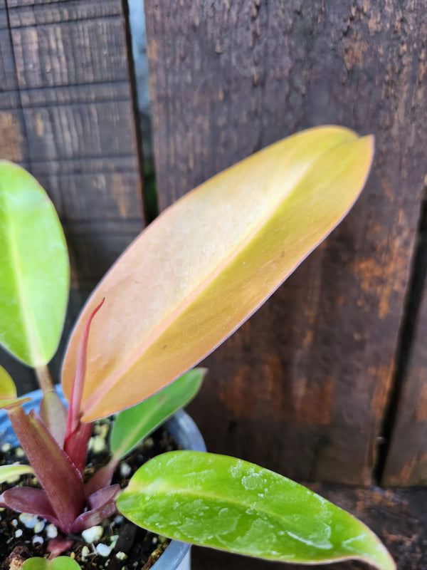 Philodendron Prince of orange