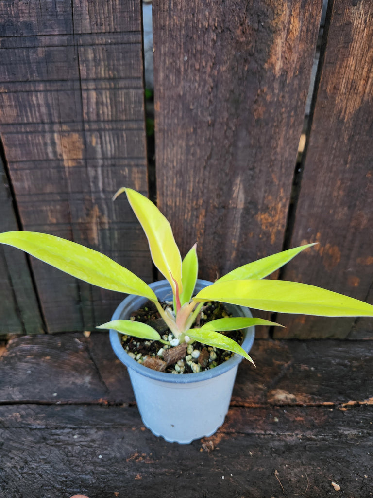 Philodendron ringo of fire golden