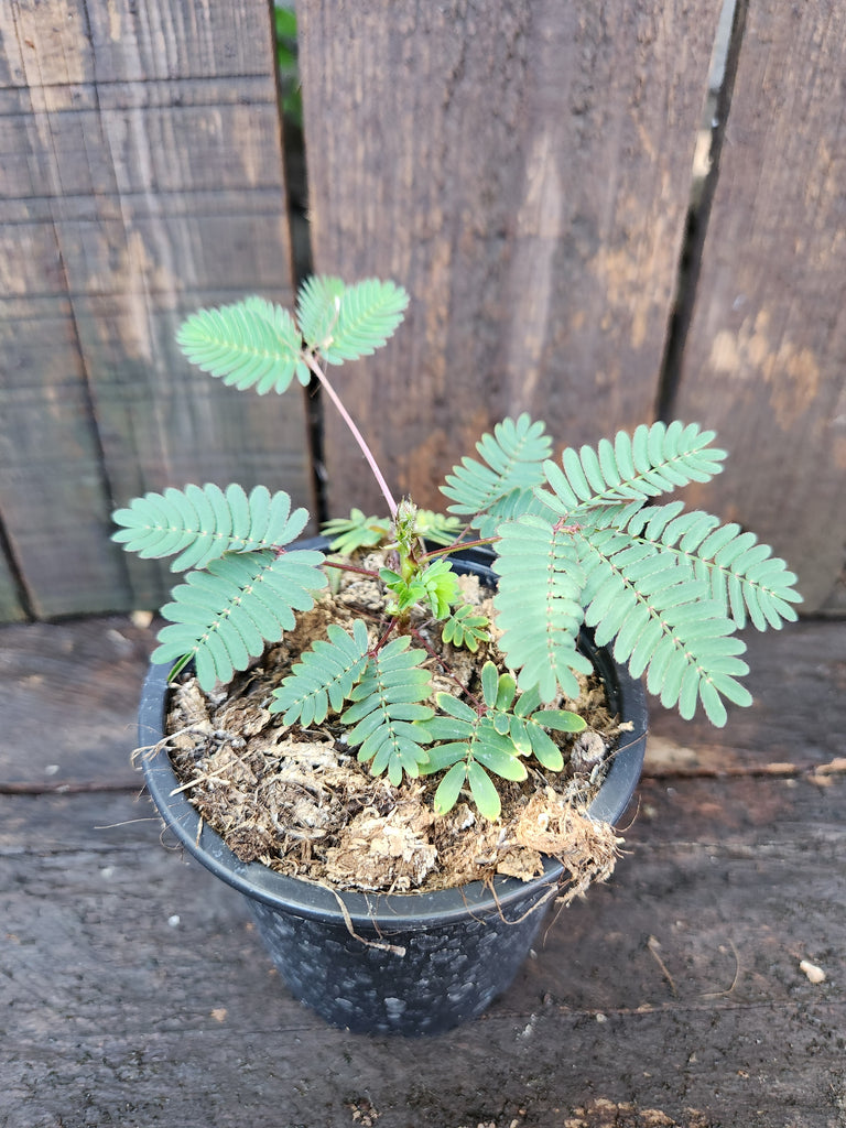 Mimosa pudica - Sensitiva - planta dormilona