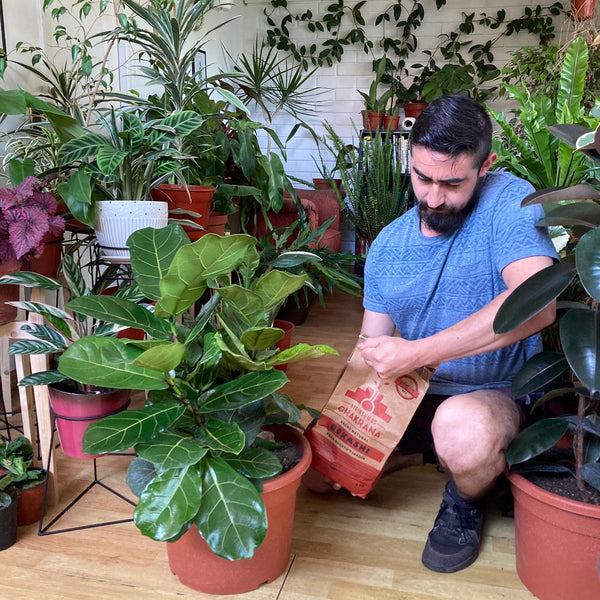 Asesoría  y mantención Personalizada en Plantas de Interior