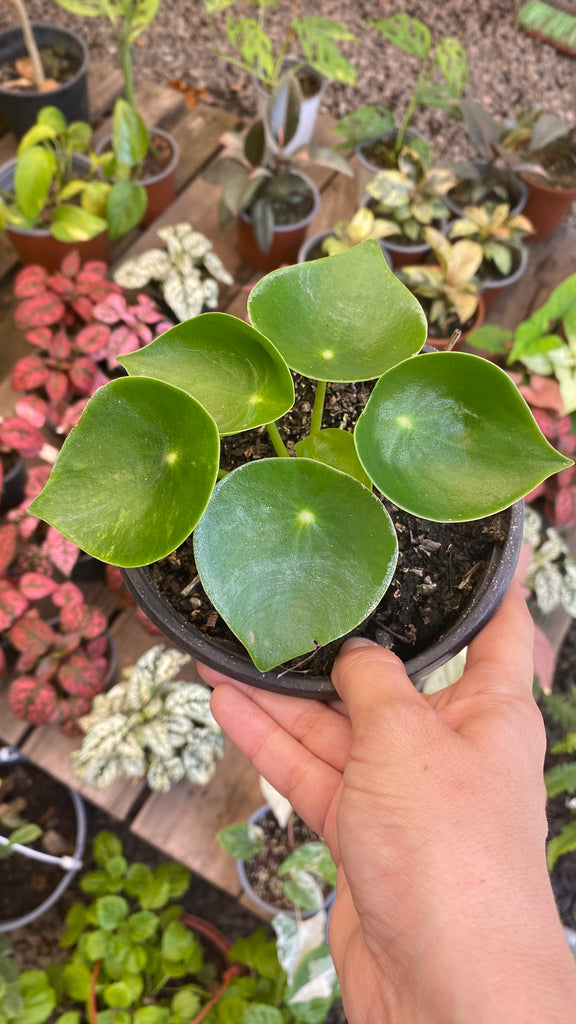 Peperomia Polybotria o cucharita