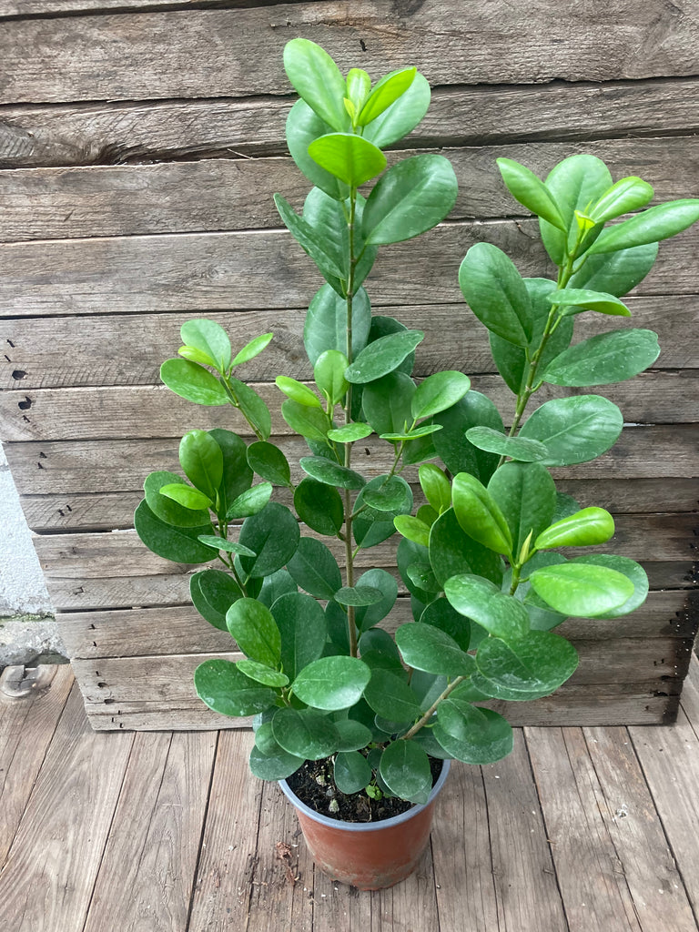 Ficus Moclame