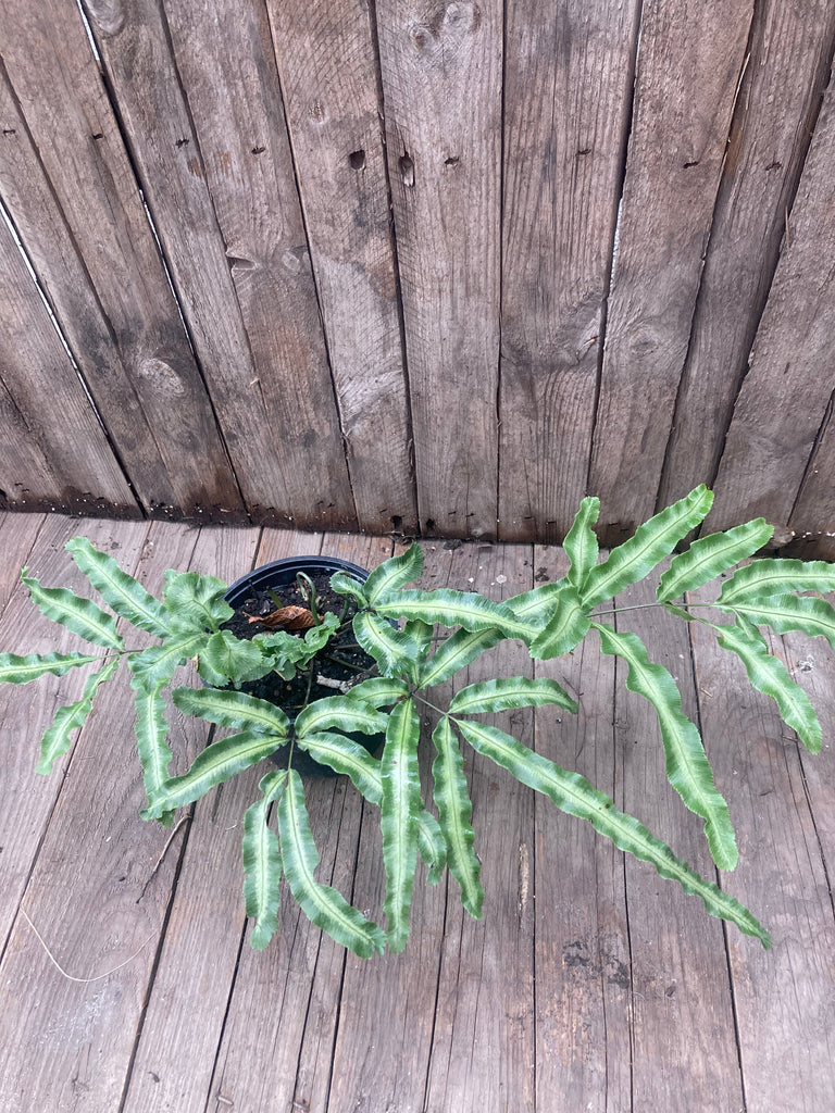 Helecho Pteris Cretica