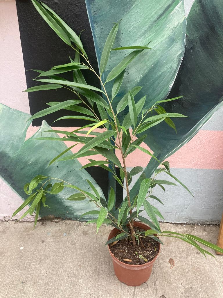Ficus Alli