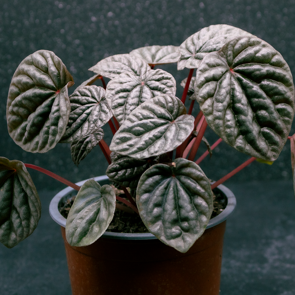 Peperomia caperata