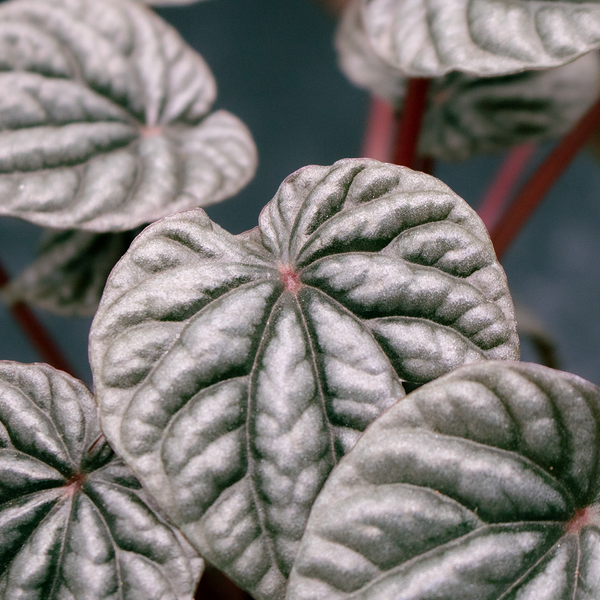 Peperomia caperata