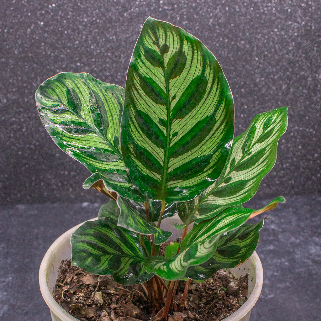 Calathea Makoyana