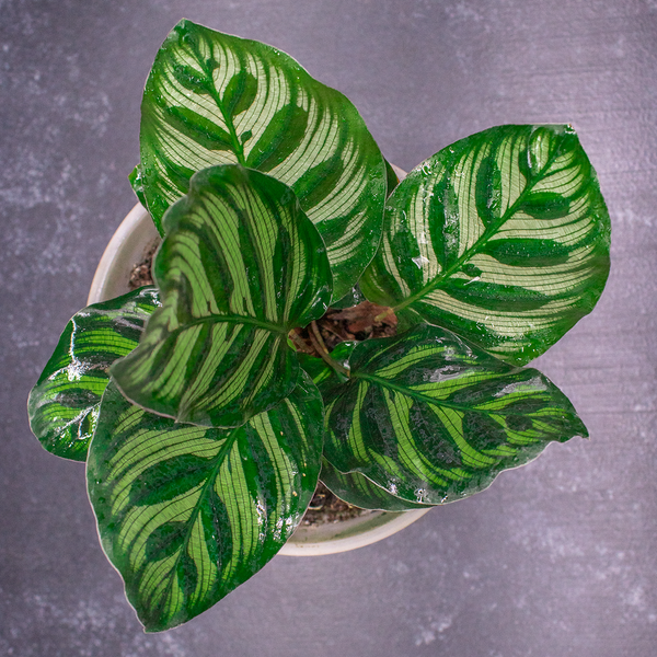 Calathea Makoyana