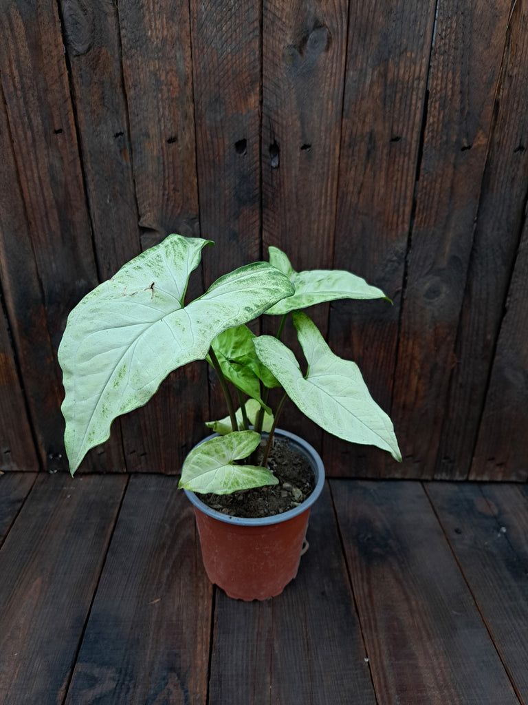 Singonio podophyllum ( singonio )