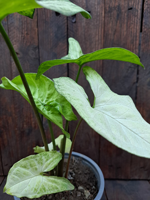 Singonio podophyllum ( singonio )