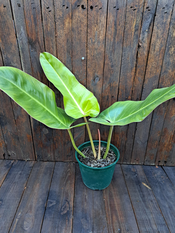 Philodendron Longifolio