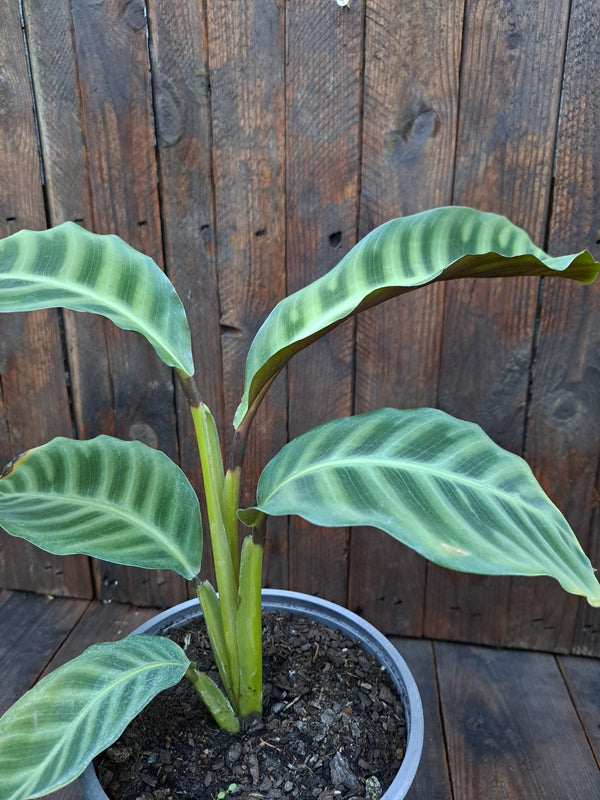 Calathea zebrina