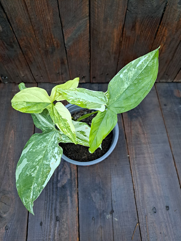 Singonio Variegado ( singonium podophyllum variegata )