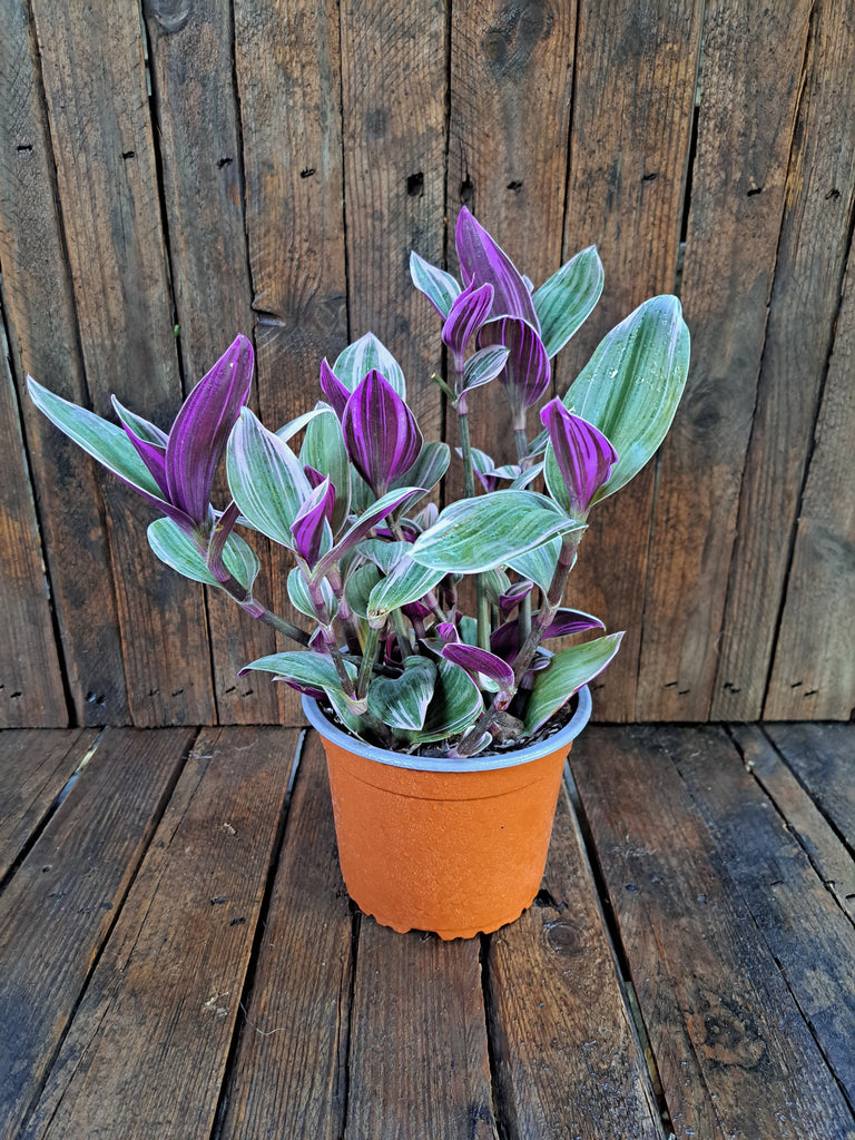 Tradescantia Pink (Nanouk)