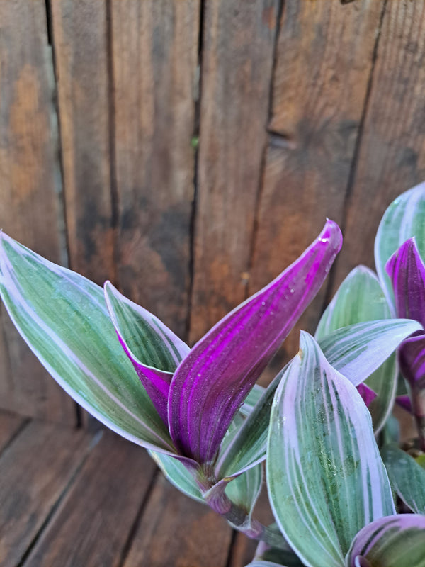 Tradescantia Pink (Nanouk)