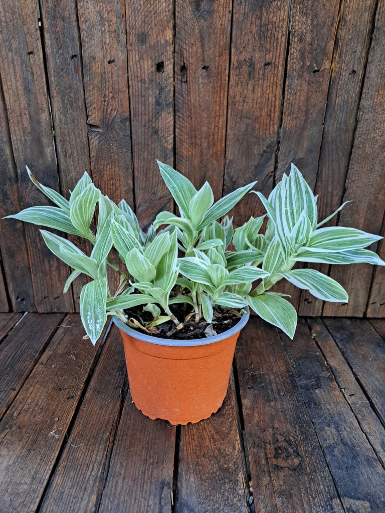 tradescantia albiflora albovittata