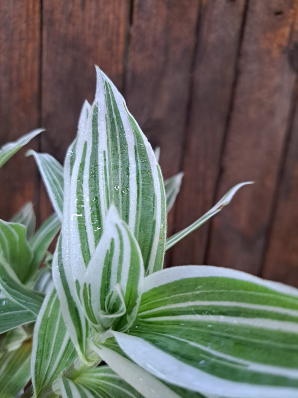 tradescantia albiflora albovittata