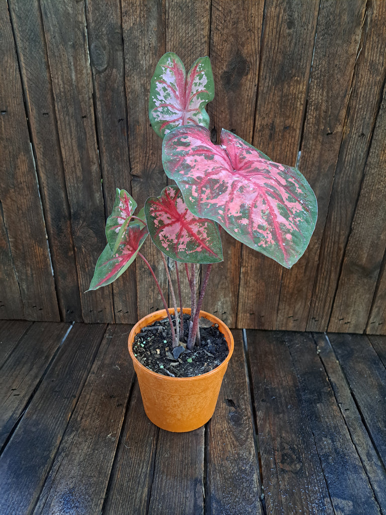 Caladium