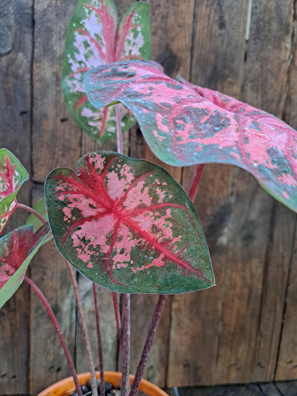 Caladium