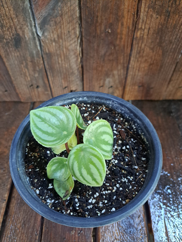 Peperomia Water melon