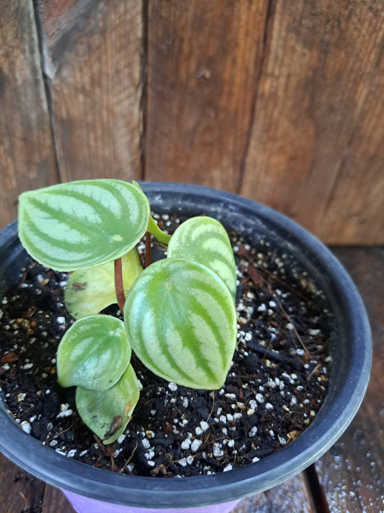 Peperomia Water melon