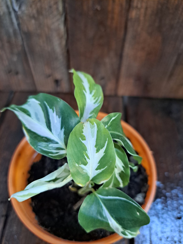Calathea White Fusión