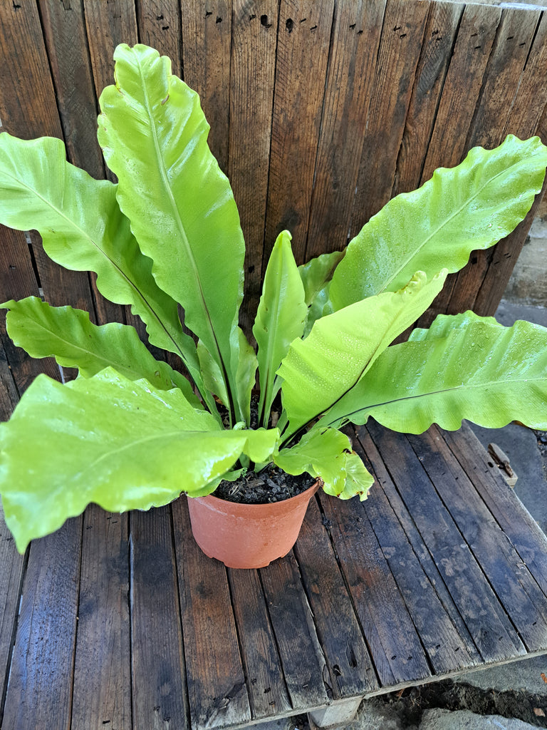 Asplenium Nidus