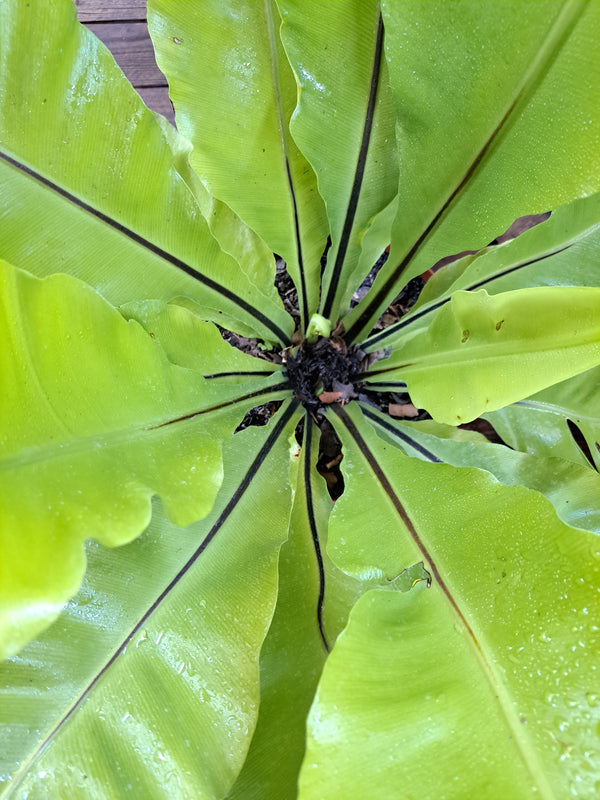 Asplenium Nidus
