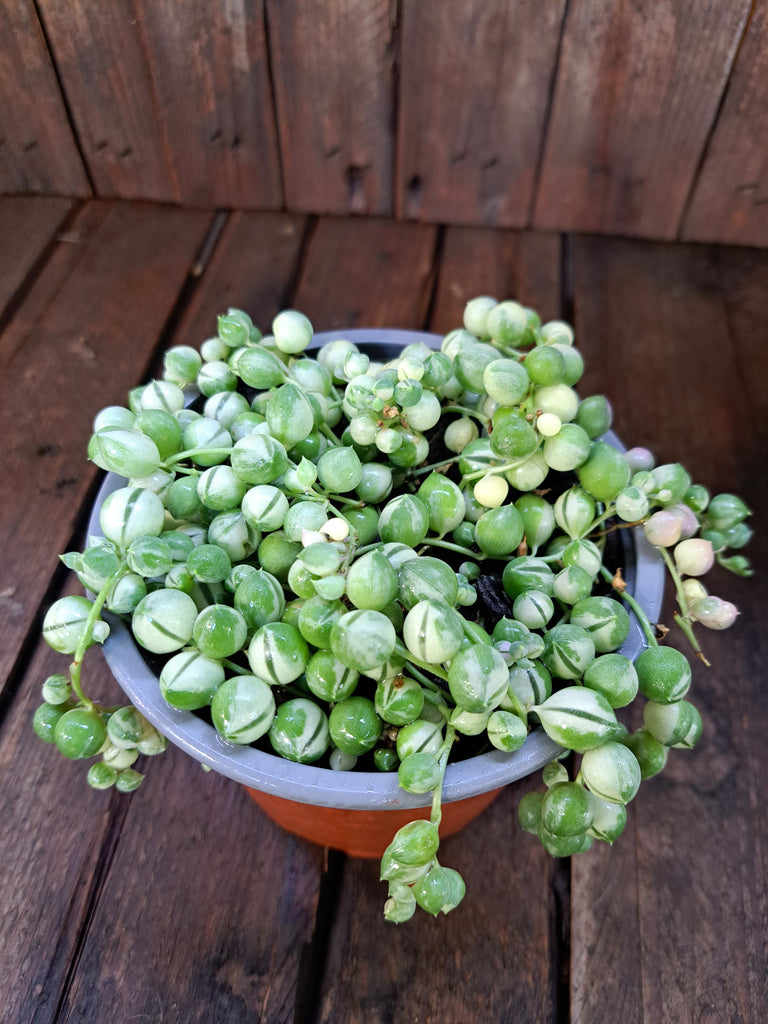 Senecio Variegado maceta 12