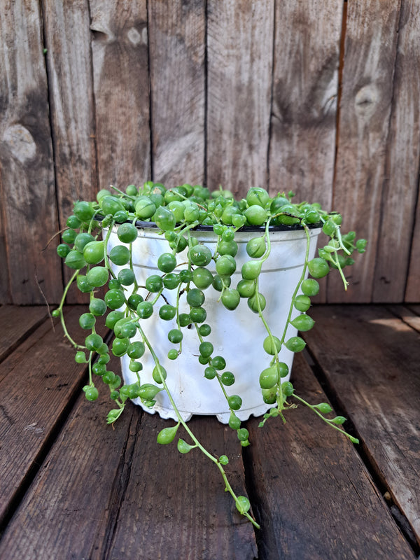 Senecio verde