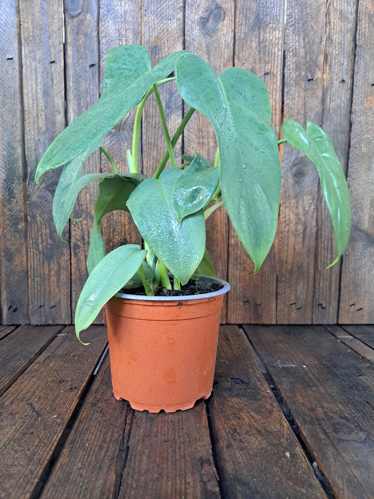 Philodendro Bippenifolium (Panduriforme)