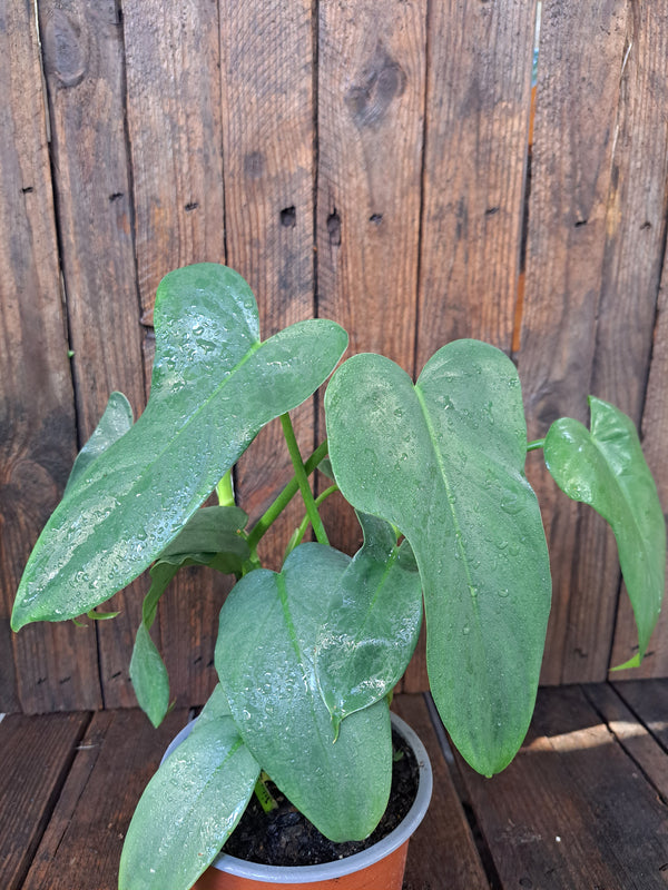 Philodendro Bippenifolium (Panduriforme)