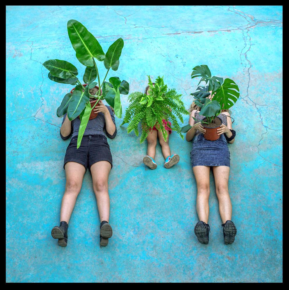 CURSO BIOFILIA Y BOTANICA TROPICAL 2024 - 5 clases Vía zoom