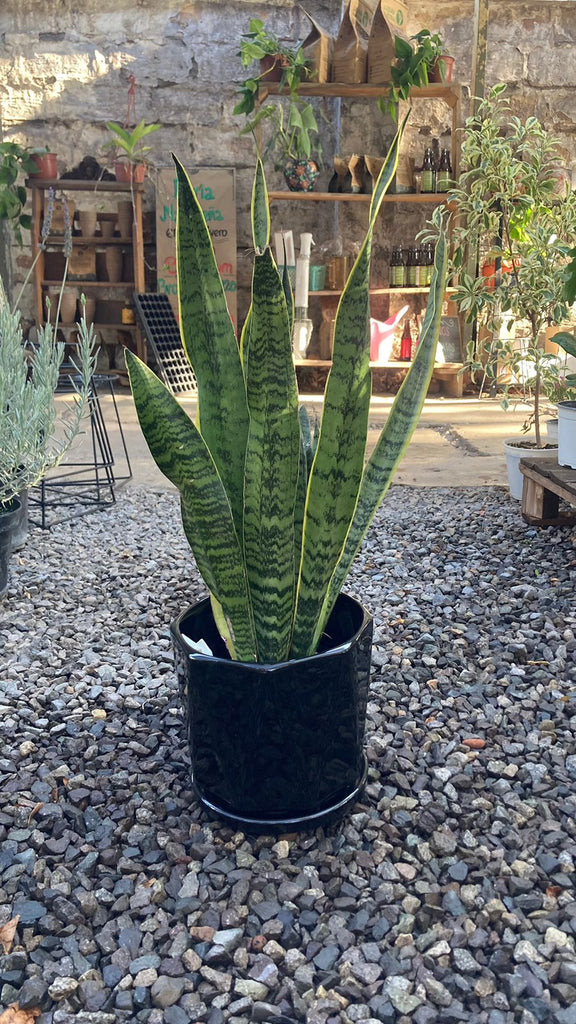 Sansevieria Laurentii