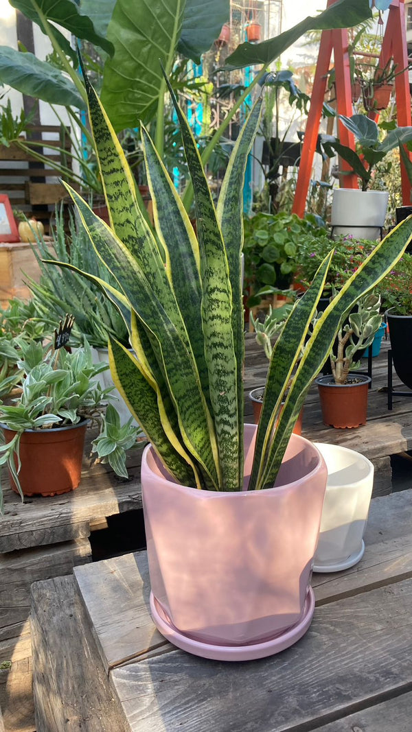 Sansevieria Laurentii