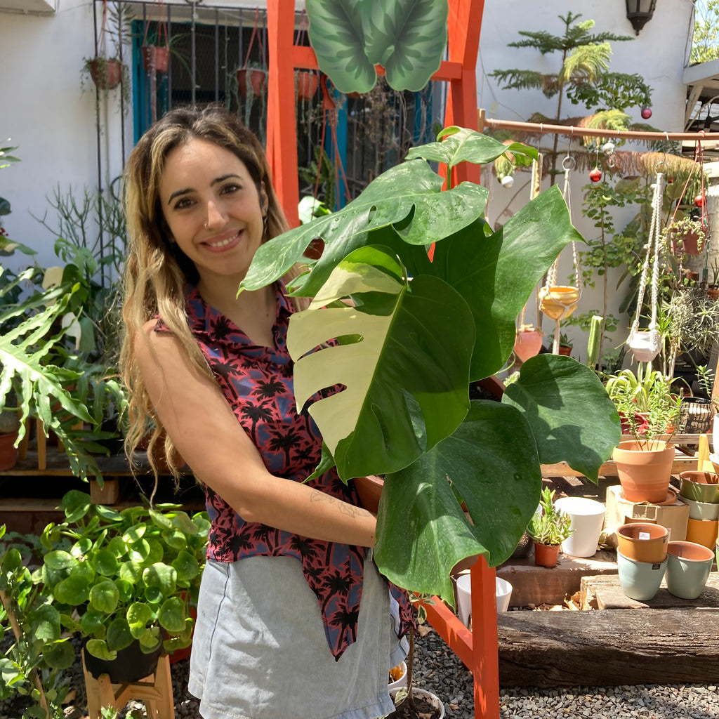 Monstera variegada L