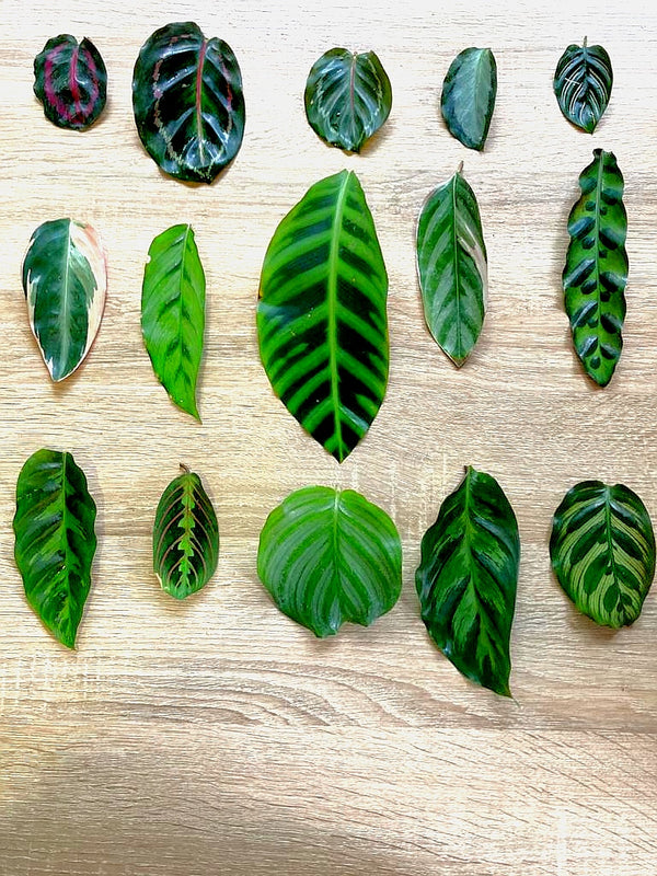 CURSO BIOFILIA Y BOTANICA TROPICAL 2024 - 5 clases Vía zoom