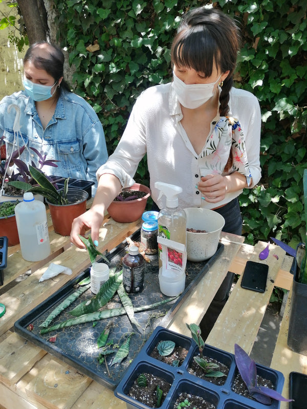 Taller Propagación Botánica