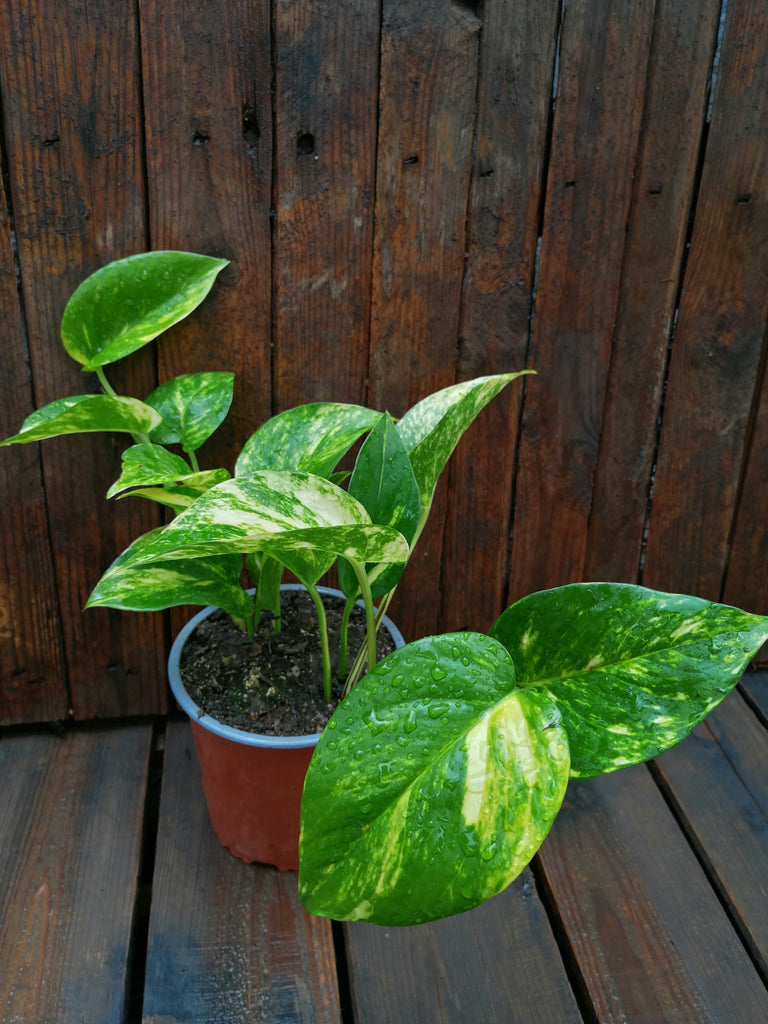 Pothos o Potus Golden ( Epipremnum aureum) -  Scindapsus