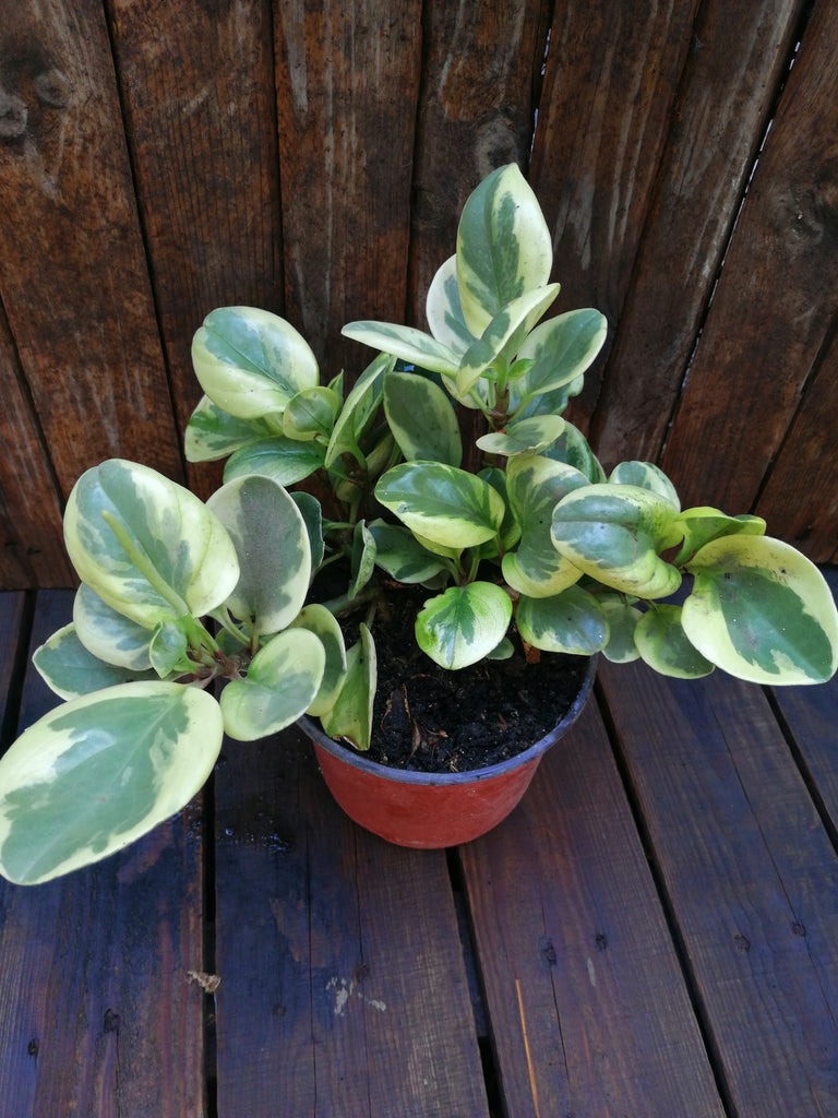 Peperomia obtusifilia variegada