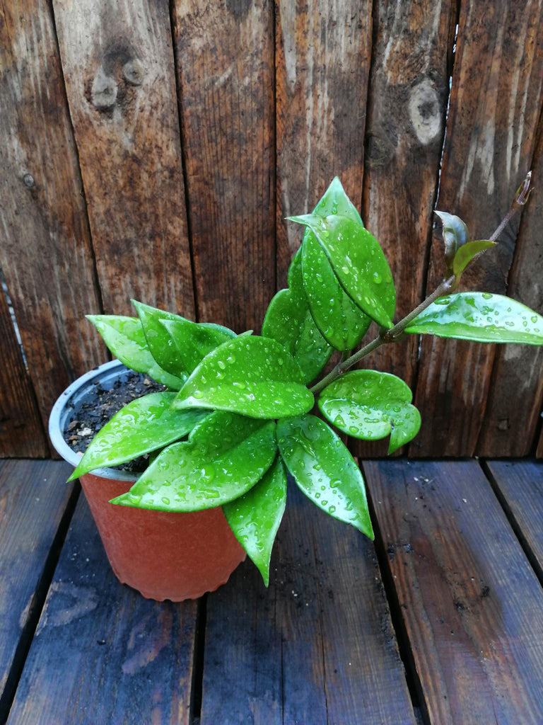 Clepia - flor de cera  -  Hoya carnosa