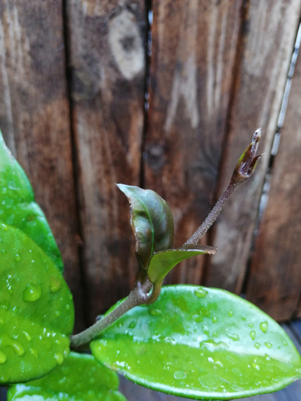 Clepia - flor de cera  -  Hoya carnosa