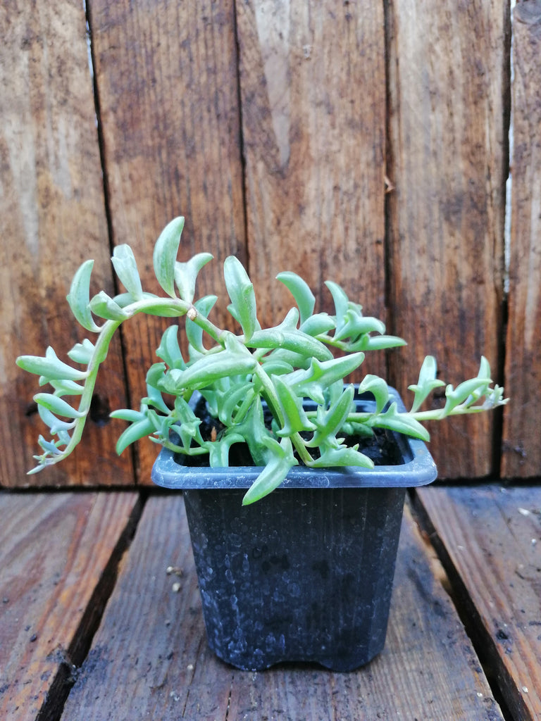 Senecio peregrinus